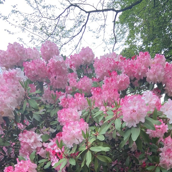 Meet your Posher, Rebecca - Picture 1 of 1